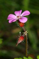 7026 Herb Robert (Geranium robertianum)